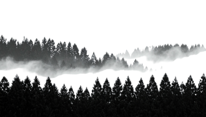 Forest silhouette with fog between tree lines in grayscale