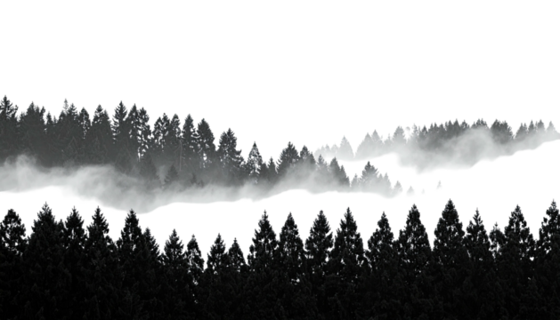 Forest silhouette with fog between tree lines in grayscale