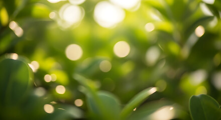 Fototapeta premium green grass background