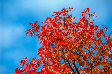Autumn background-red leaves in the city Park
