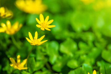 Yellow Lesser celandine flowers in spring on a green natural background
