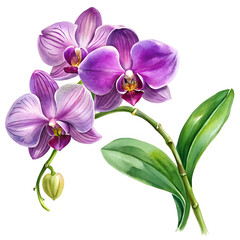 Elegant Watercolor Flowers Clipart: Peony, Orchid, and Sunflower Blooms for Spring & Summer Design