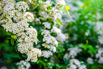 Spirea bushes bloom in the spring in May

