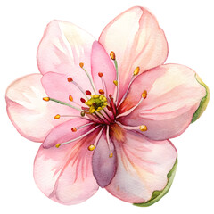 Elegant Watercolor Flowers Clipart: Peony, Orchid, and Sunflower Blooms for Spring & Summer Design