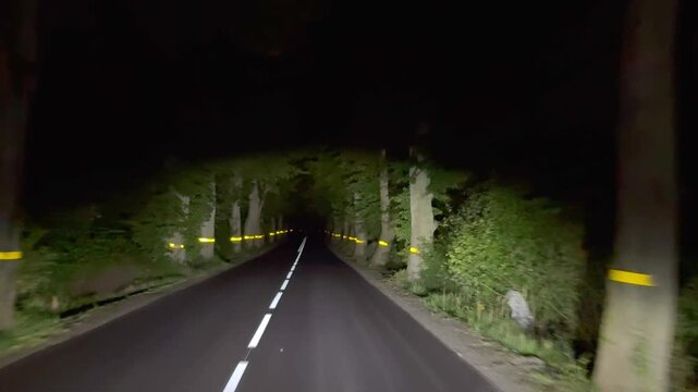 Night drive along narrow road lined with trees. Headlights reveal reflective bands on trunks guiding path through darkness.