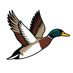 duck flying