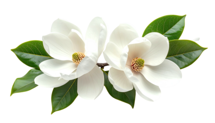 Two white magnolias bloom with large green leaves on black