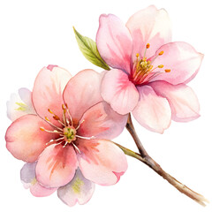 Elegant Watercolor Flowers Clipart: Peony, Orchid, and Sunflower Blooms for Spring & Summer Design