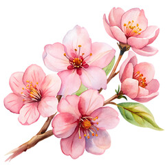 Elegant Watercolor Flowers Clipart: Peony, Orchid, and Sunflower Blooms for Spring & Summer Design