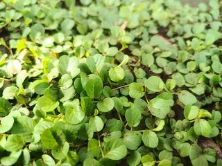 The abstract background of natural green leaves. Green clover as a nature background. 