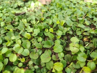 The abstract background of natural green leaves. Green clover as a nature background. 
