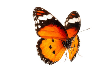 Fototapeta premium monarch butterfly on white background.