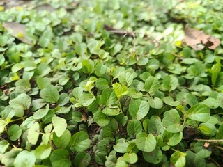 The abstract background of natural green leaves. Green clover as a nature background. 