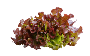 fresh red oak leaf lettuce isolated on white background