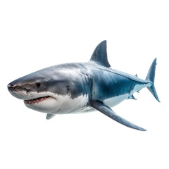 Fototapeta premium Shark Isolated on Transparent Background. PNG.