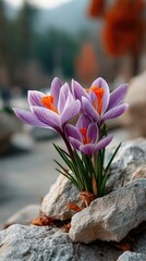 Macro Photograph of Delicate Purple Crocus Flowers with Vibrant Orange Stamens Emerging from Textured Rocks in Soft Natural Light
