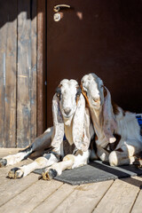 Portrait of white Nubian goats with long ears, looking at camera. Close-up wildlife concept. Funny face laughing in sun. Vertical photo