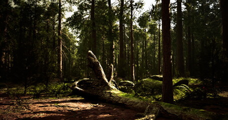 Sunlight filters through tall trees, illuminating a moss covered log lying on the forest floor. Ferns and other plants thrive in the surrounding lush greenery, creating a serene atmosphere.