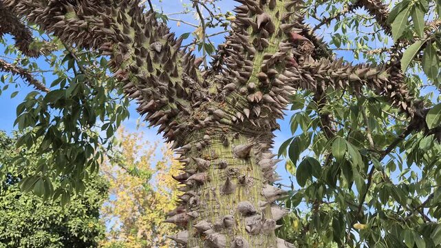 close up of floss silk (thorny devil) tree  with thorns 