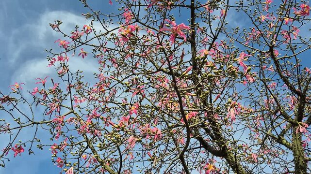 silk floss tree (Ceiba speciosa) in park with pink flowers