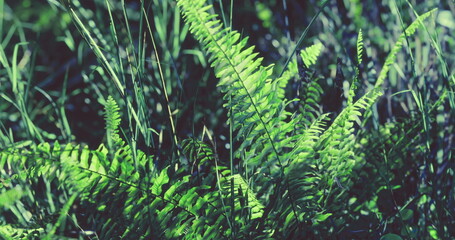 Vibrant green ferns spread across the forest floor, basking in the warm sunlight. Nature flourishes as ferns create a soothing backdrop of greenery amidst the tranquil surroundings.
