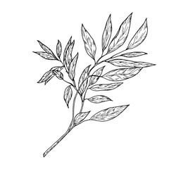 A twig with graceful, thin leaves. Vector illustration. Willow or eucalyptus branches isolated on a white background. Botanical illustration. Design element for cards and invitations, textile printing