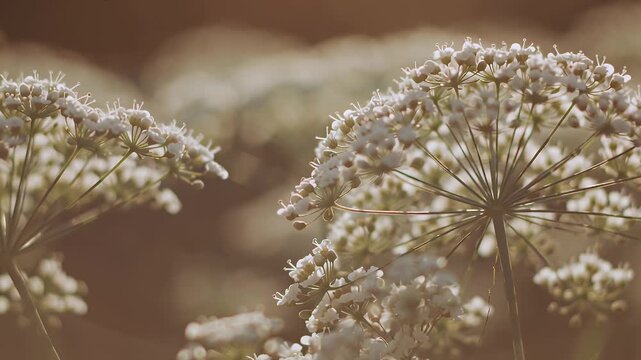Close-Up of Delicate White Umbel-Formed Wildflowers with Soft Backlit Bokeh and Warm Tones