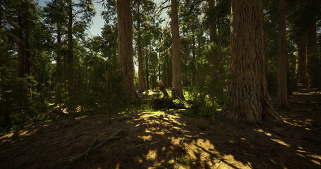 Obraz premium Green leaves and tall trees create a peaceful atmosphere in this forest, where sunlight casts gentle shadows on the forest floor, highlighting the beauty of nature.