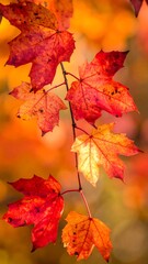 Obraz premium Vibrant autumn leaves on branches