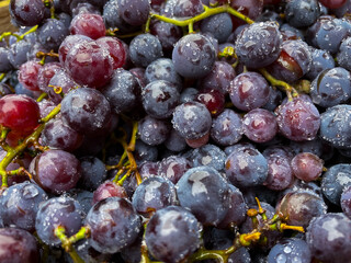 Ripe black grapes with water drops close-up on the fruits. Macro