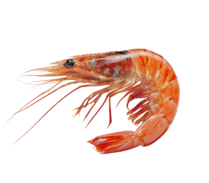A cooked shrimp with antennae and segmented body, isolated on black