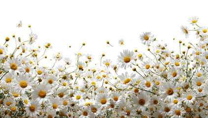 Field of white and yellow daisies on a black background