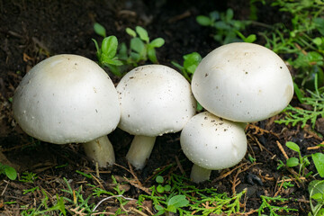 Four white, poisonous champignons Agaricus Xanthodermus commonly known as the yellow-staining mushroom grow in cluster on dark, moist forest soil, surrounded by green moss and small plants.