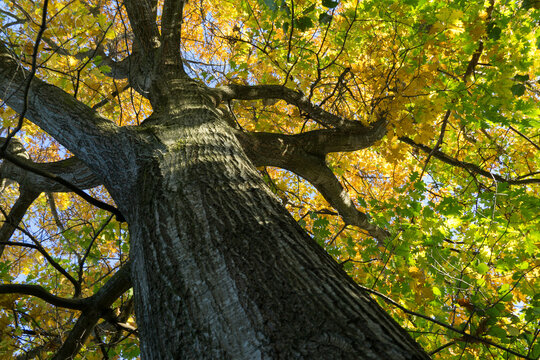 Magical view of mature huge red oak tree Quercus rubra with thick, textured branches and canopy of yellow-green autumn leaves against  clear blue sky