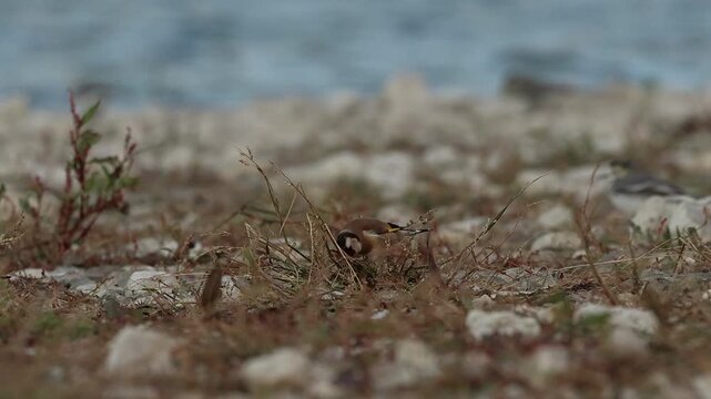 El jilguero salta &aacute;gilmente sobre la vegetaci&oacute;n baja buscando semillas, Beniarres, Espa&ntilde;a