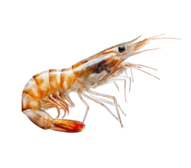 Close-up of a cooked shrimp with detailed segments and antennae