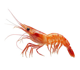 Isolated cooked crustacean with antennae, legs, and segmented body