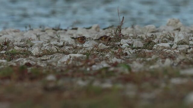 Interacci&oacute;n Agresiva entre Jilgueros, enfrentamiento y Sobresalto en la Orilla del lago, Beniarres, Espa&ntilde;a