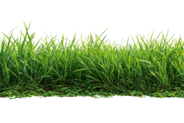 Vibrant green grass with a dark background