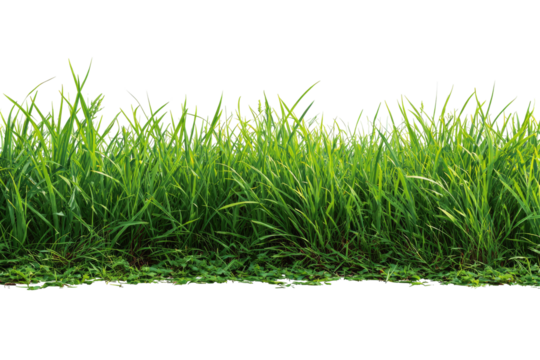 Vibrant green grass with a dark background