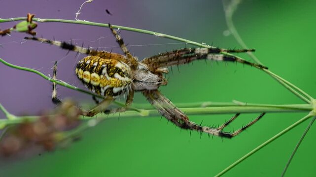 Oak Spider (Aculepeira ceropegia) In Shallow Depth Of Field. Zoom In Shot