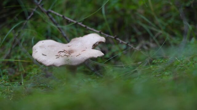Close-up of a funnel mushroom Clitocybe growing on the forest floor in Mauricie, Quebec, Canada. Autumn light highlights its delicate texture and surrounding foliage.
