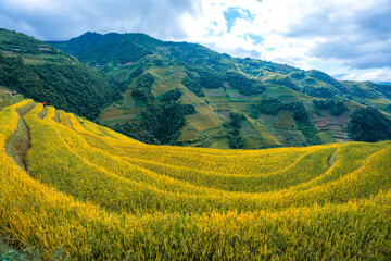 Aerial view of golden rice terraces at Mu Cang Chai town near Sapa city, North of Vietnam....
