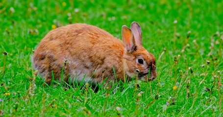 Close-up of a rabbit eating grass in a field during the daytime.