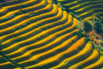 Aerial view of golden rice terraces at Mu Cang Chai town near Sapa city, North of Vietnam. Beautiful terraced rice field in harvest season in Yen Bai province.