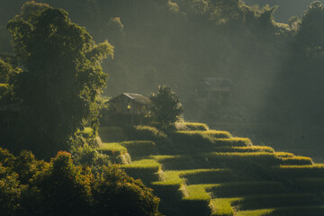 Aerial view of golden rice terraces at Mu Cang Chai town near Sapa city, North of Vietnam. Beautiful terraced rice field in harvest season in Yen Bai province.
