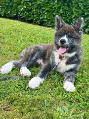 akita inu puppy in the grass