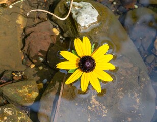 Yellow Rudbeckia Flower Floating in a Rocky Stream.