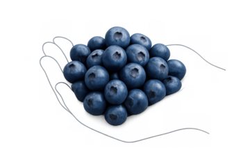 Blueberries filling an isolated line art hand, symbolizing healthy eating, freshness, harvest, and nourishment. Transparent background