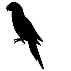 Parrot Silhouette 
